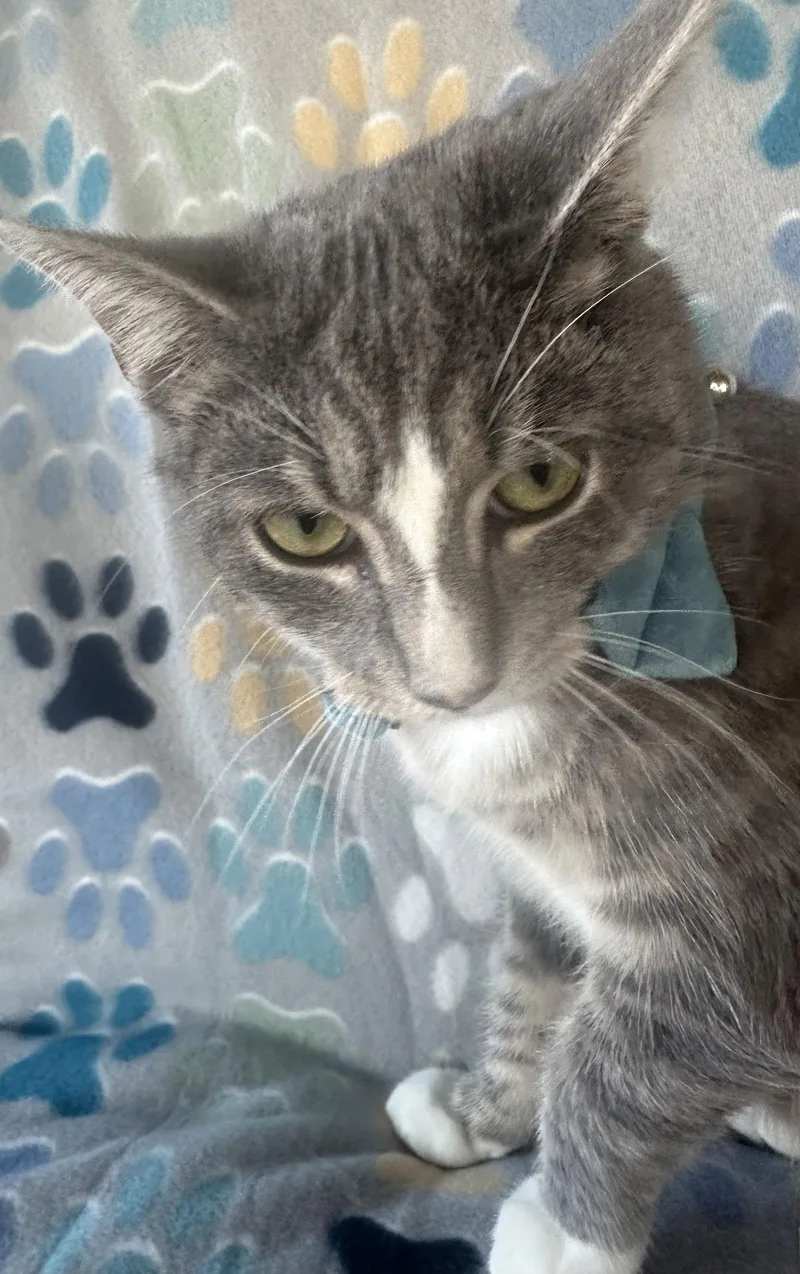 Thing One thumbnail 3