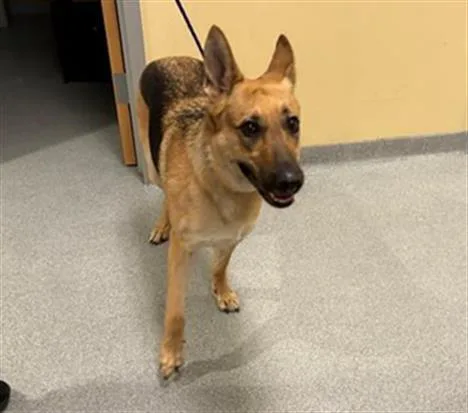 A young large-sized female German Shepherd Dog dog named Rita for adoption in Tustin, CA