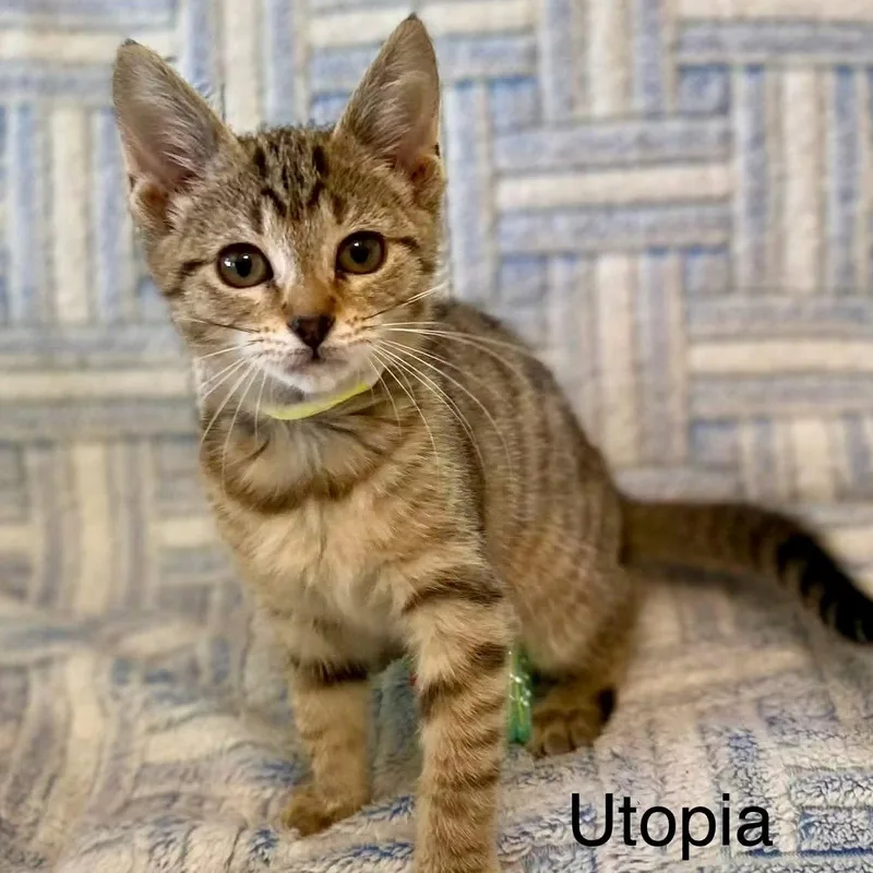 A baby small-sized female Domestic Short Hair cat named Utopia for adoption in Winchendon, MA