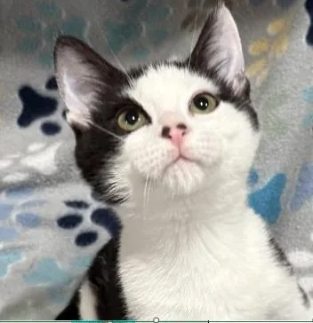 A baby small-sized male Black Domestic Short Hair cat named Zoro for adoption in Atlanta, GA
