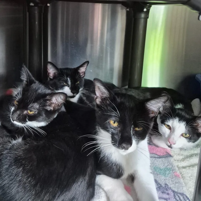 A baby small-sized female Black Domestic Short Hair cat named Puffin for adoption in Columbia Station, OH