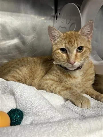 A young small-sized male Domestic Short Hair cat named Axle for adoption in Panama City, FL