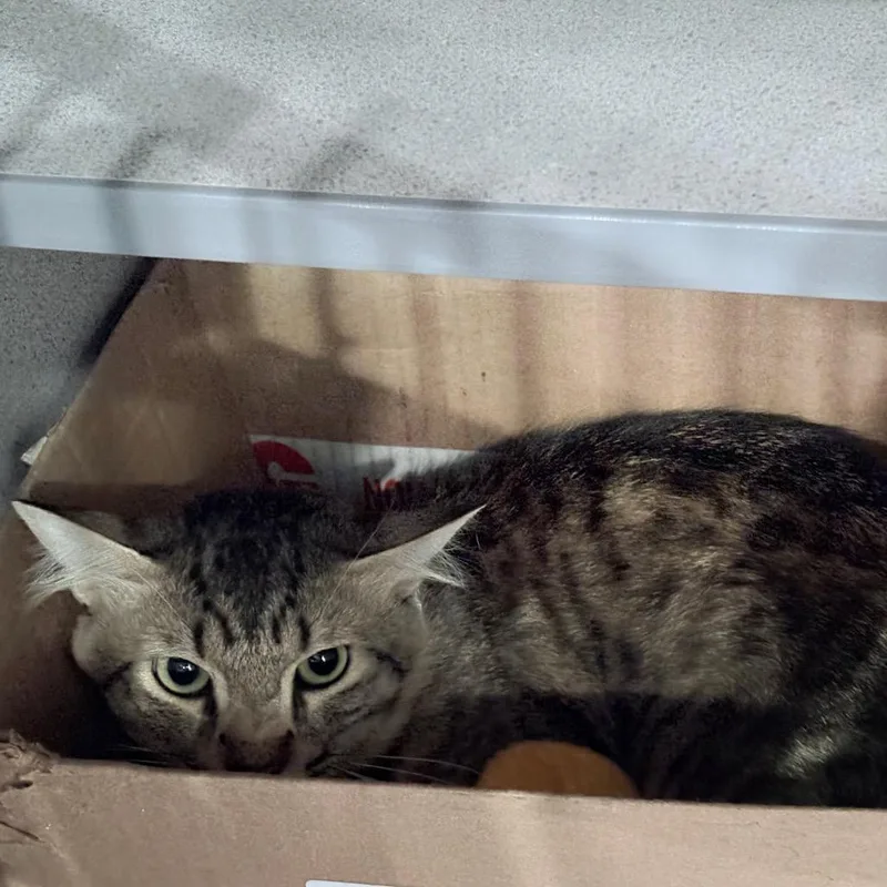Bootsie thumbnail 3
