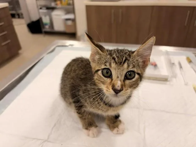 A baby small-sized male Domestic Short Hair cat named Cheerio for adoption in Baytown, TX