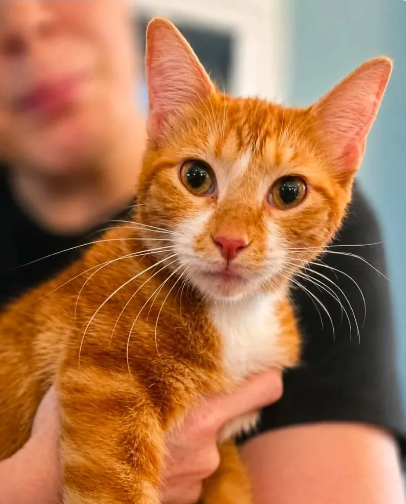A baby medium-sized female Domestic Short Hair cat named House Mouse for adoption in El Dorado, AR
