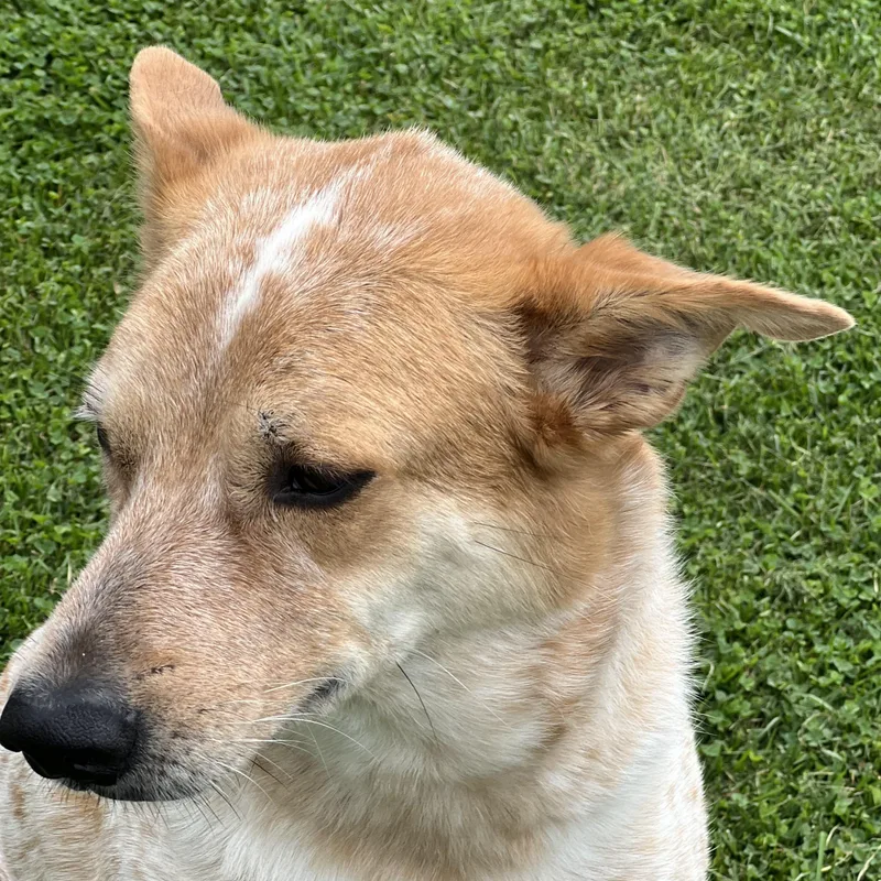 An adult large-sized male Red / Chestnut / Orange Australian Cattle Dog / Blue Heeler dog named Knox for adoption in Elkton, MI