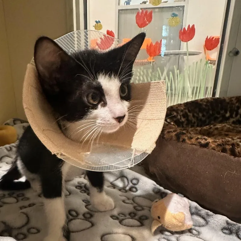 A baby small-sized male Black Domestic Short Hair cat named Huckleberry for adoption in Sarasota, FL