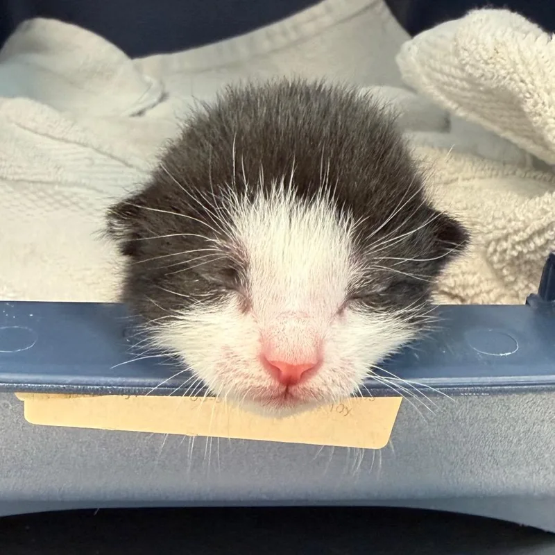 Huckleberry thumbnail 2
