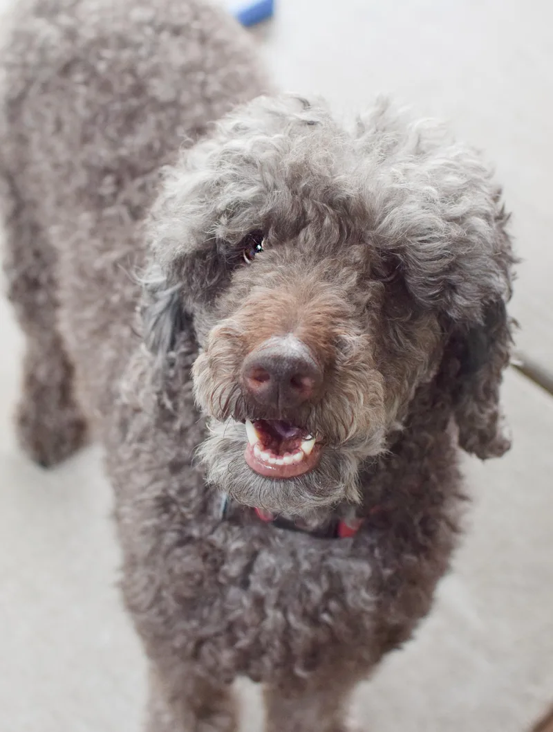 An adult medium-sized male Brown / Chocolate Poodle dog named Max for adoption in Pontiac, MI