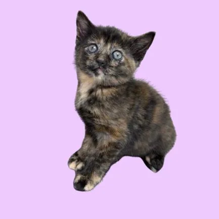 A young small-sized female Tortoiseshell Domestic Short Hair cat named Trisha for adoption in Tuscaloosa, AL