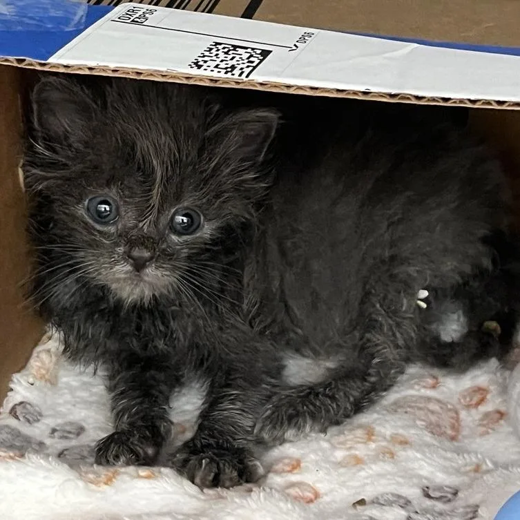 A baby small-sized male Domestic Short Hair cat named Lee Marvin for adoption in Los Angeles, CA
