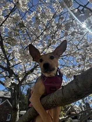 A baby medium-sized male Mixed Breed dog named Rick for adoption in Washington, DC