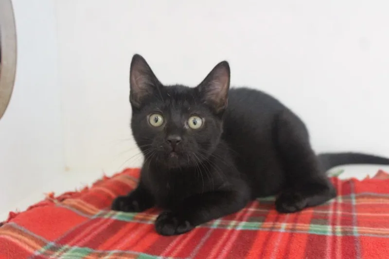 A baby medium-sized male Domestic Short Hair cat named Goof Troop for adoption in Chestertown, MD