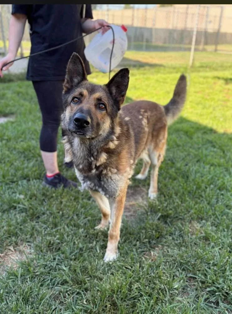 A young large-sized male Tricolor (Brown, Black, & White) German Shepherd Dog dog named Rocky CA for adoption in Tigard, OR