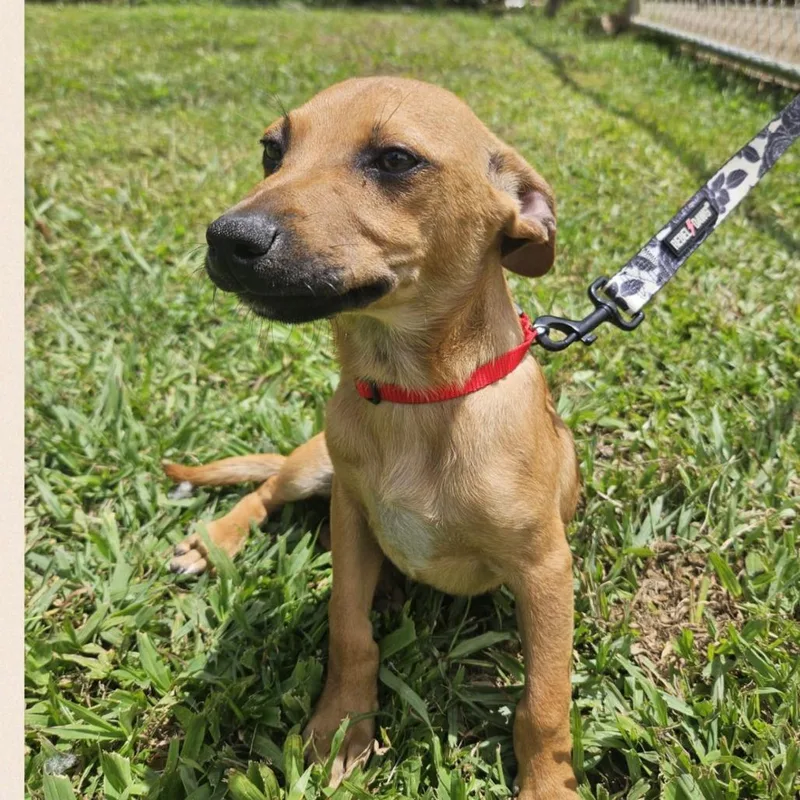 A young small-sized male Yellow / Tan / Blond / Fawn Mixed Breed dog named Pol for adoption in Englewood, FL