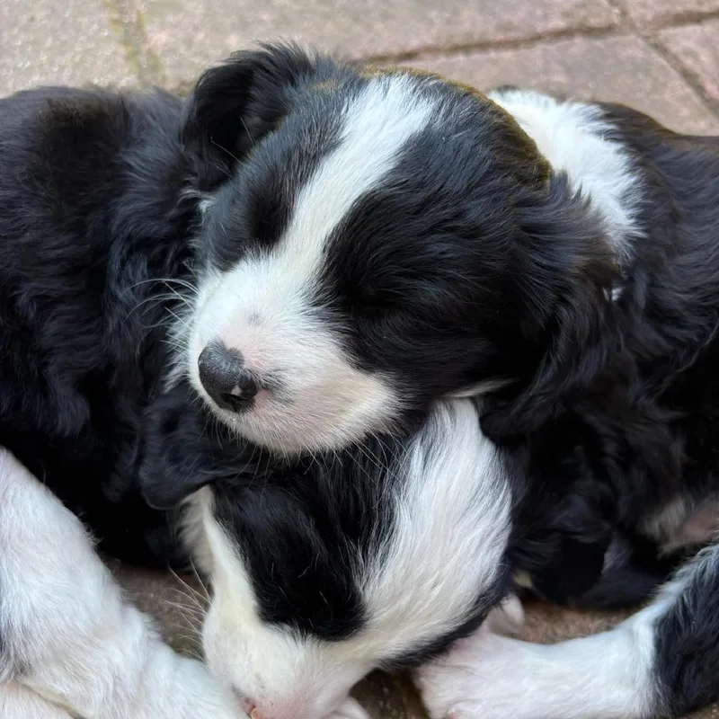 A baby small-sized female White / Cream Border Collie dog named Leia for adoption in San Diego, CA