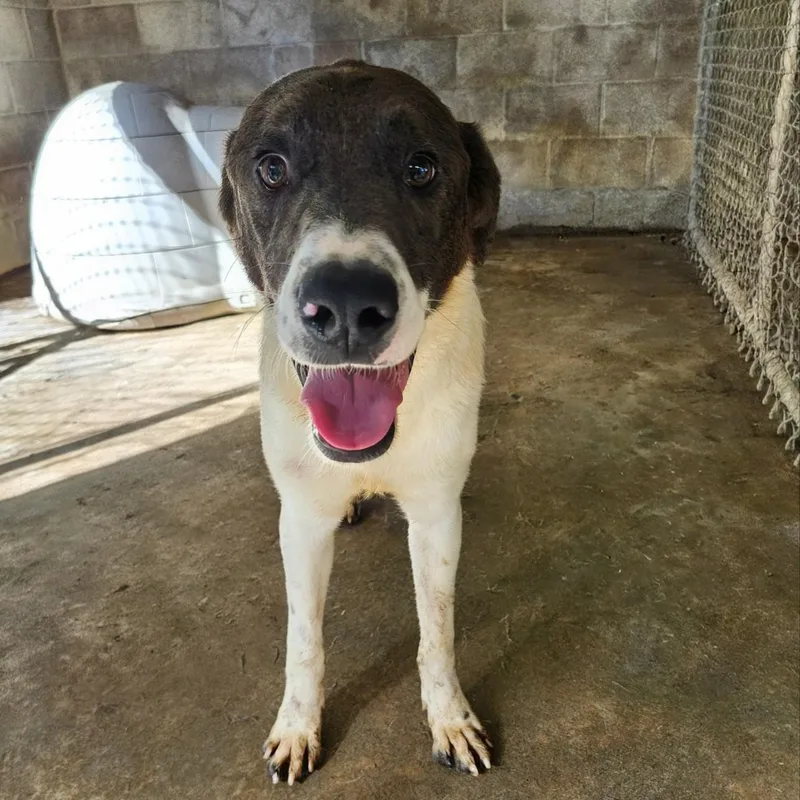 A young medium-sized male White / Cream Hound dog named Rice for adoption in Chicopee, MA