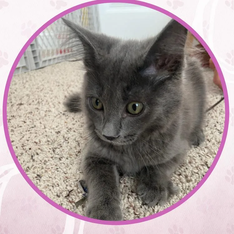 A baby small-sized female Gray / Blue / Silver Domestic Medium Hair cat named Snap for adoption in Toms River, NJ
