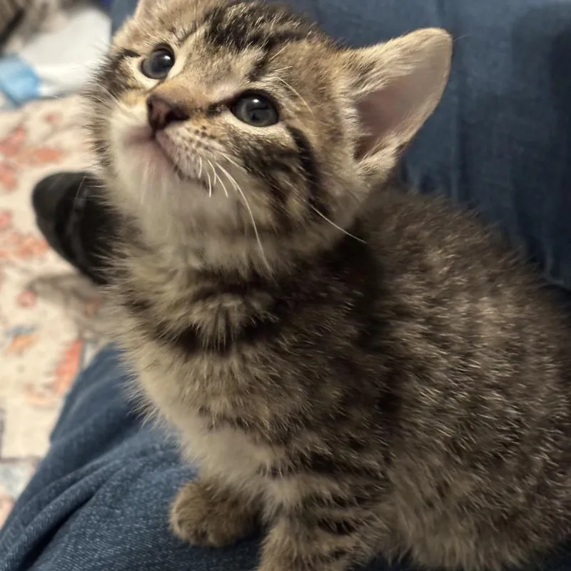 A baby small-sized female Brown / Chocolate Domestic Short Hair cat named Frankie for adoption in Frederick, MD