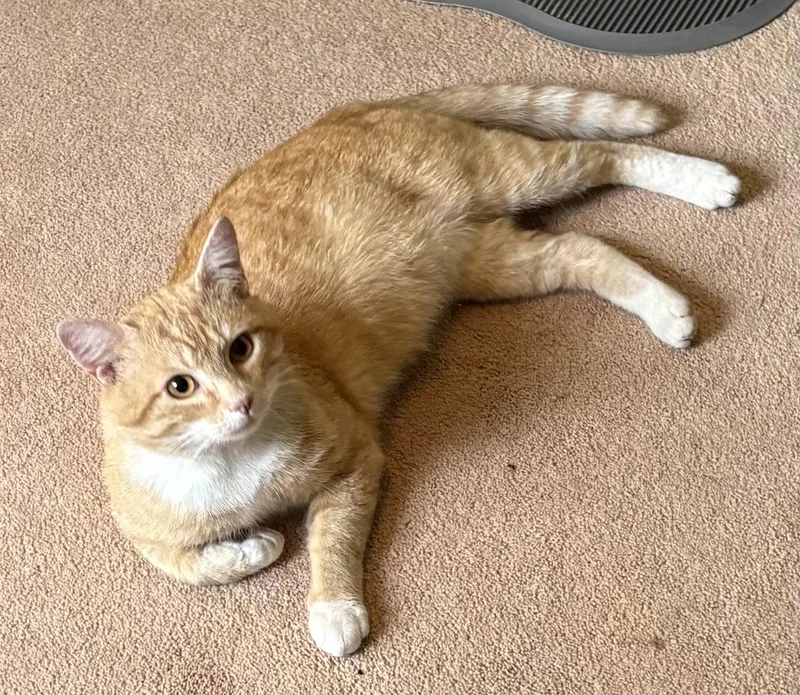 An adult medium-sized male Tabby (Orange / Red) Domestic Short Hair cat named George for adoption in East Hanover, NJ