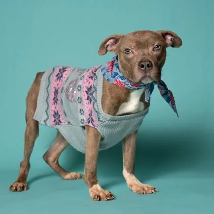 An adult medium-sized male Mixed Breed dog named Aioli for adoption in Atlanta, GA