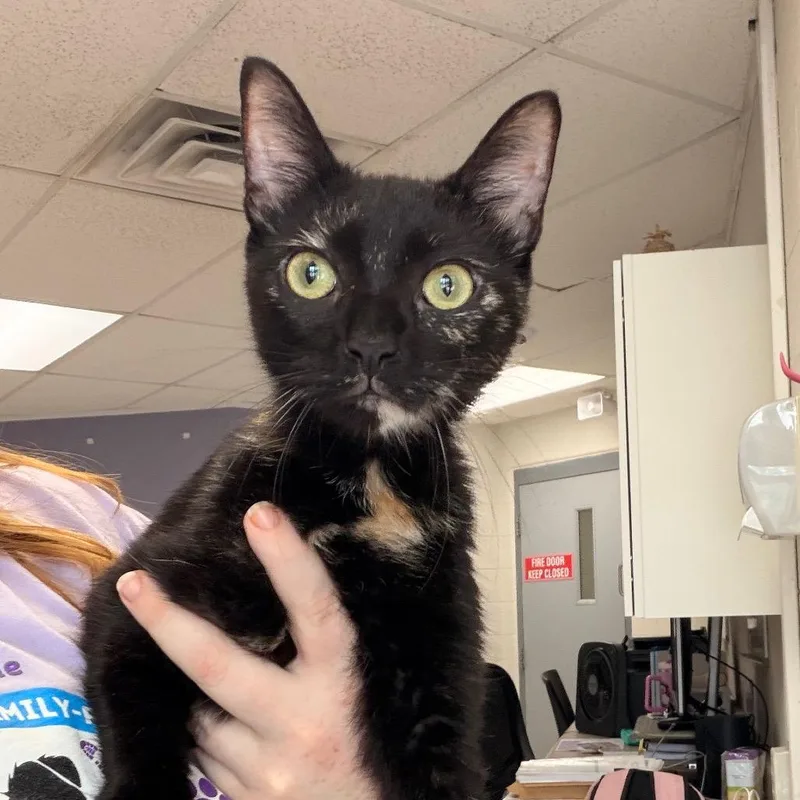 An adult medium-sized female Tortoiseshell Domestic Short Hair cat named Onyx for adoption in Indianapolis, IN