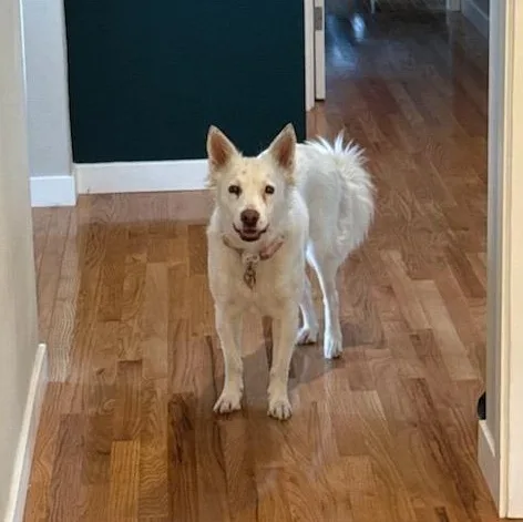A young medium-sized female White / Cream Cattle Dog dog named Beanz for adoption in Kirkland, WA