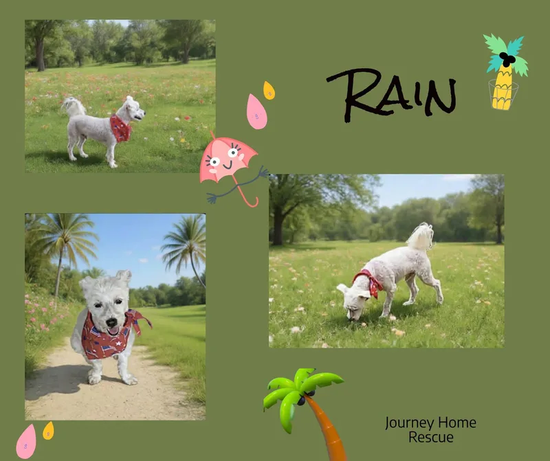 Rain