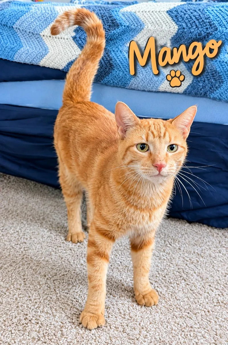 An adult medium-sized male Tabby (Orange / Red) Domestic Short Hair cat named Mango...head chef at the for adoption in Murfreesboro, TN