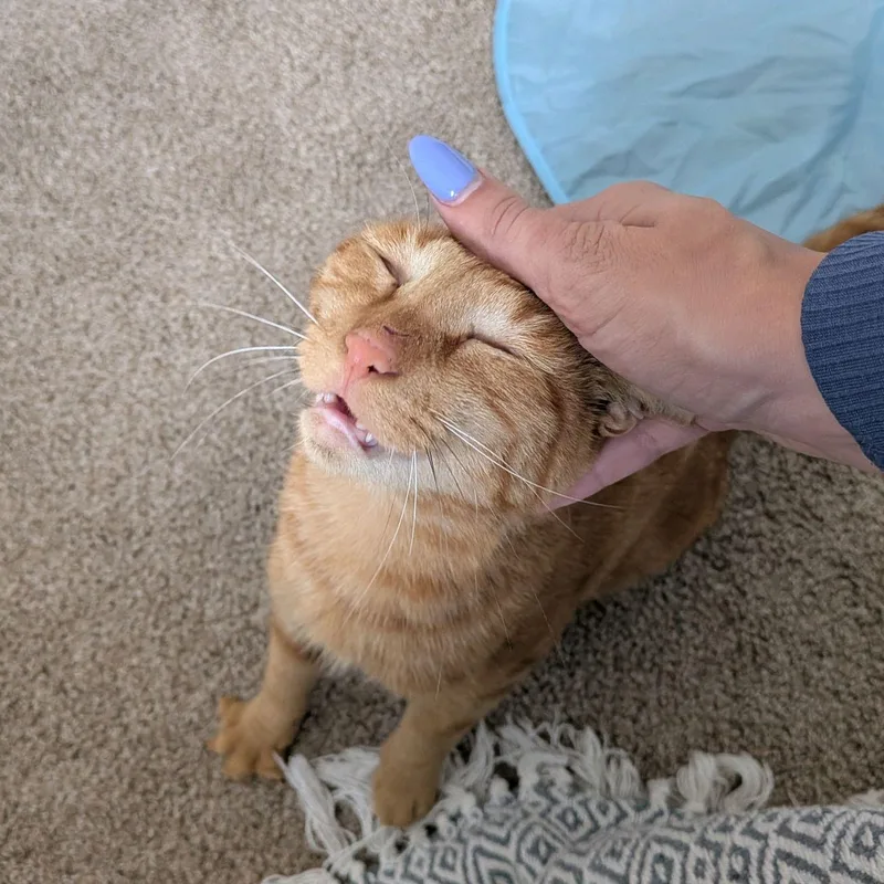 Mango...head chef at the thumbnail 3