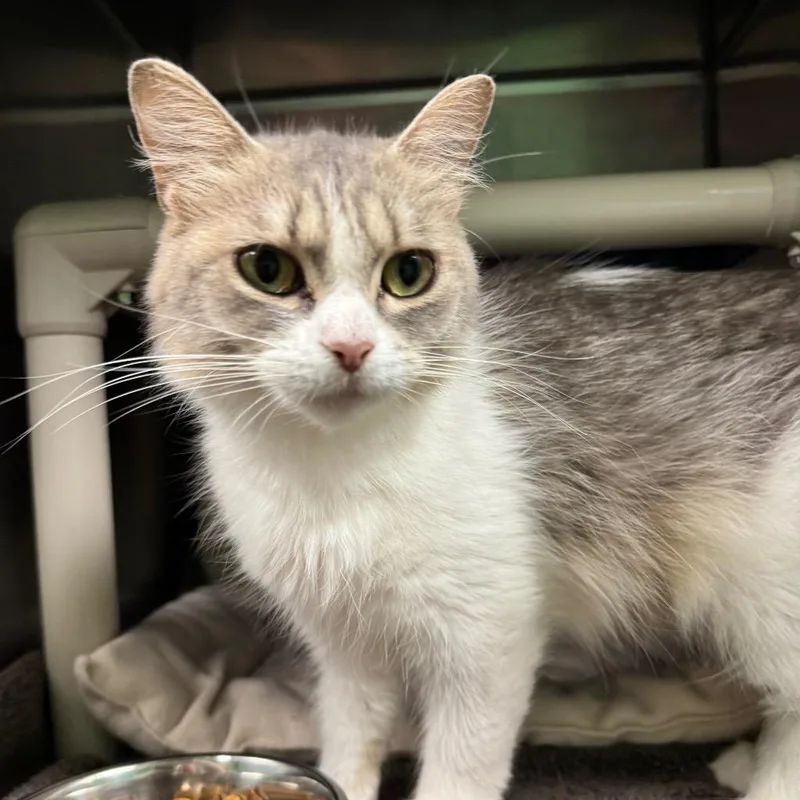 A young medium-sized female Domestic Short Hair cat named Special for adoption in Olean, NY