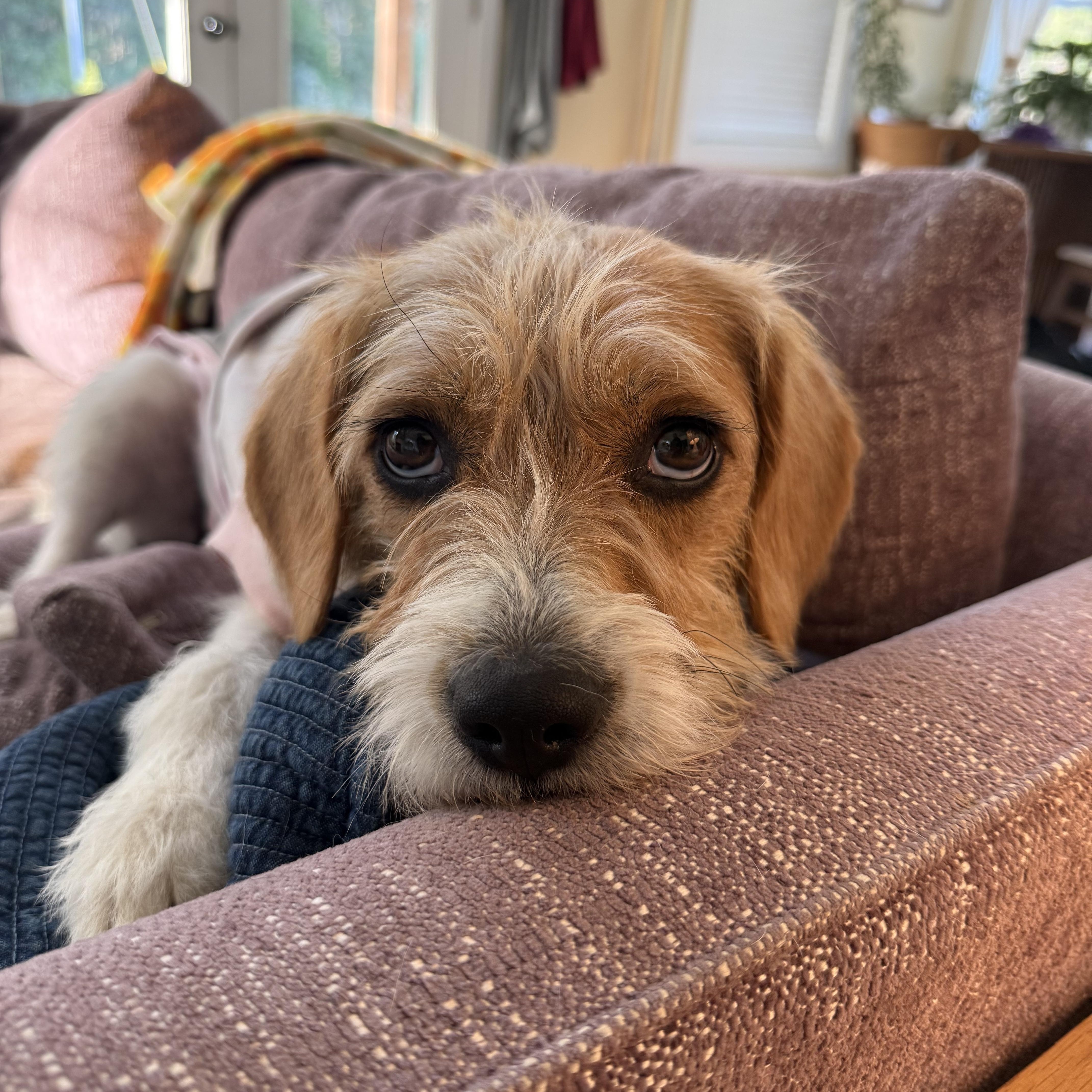 An adult medium-sized female White / Cream Terrier dog named Momma Charlie for adoption in Fairfax, VA