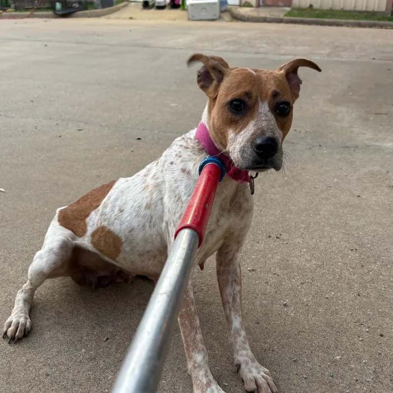 A young medium-sized female Red / Chestnut / Orange Mixed Breed dog named Rosie for adoption in Lufkin, TX