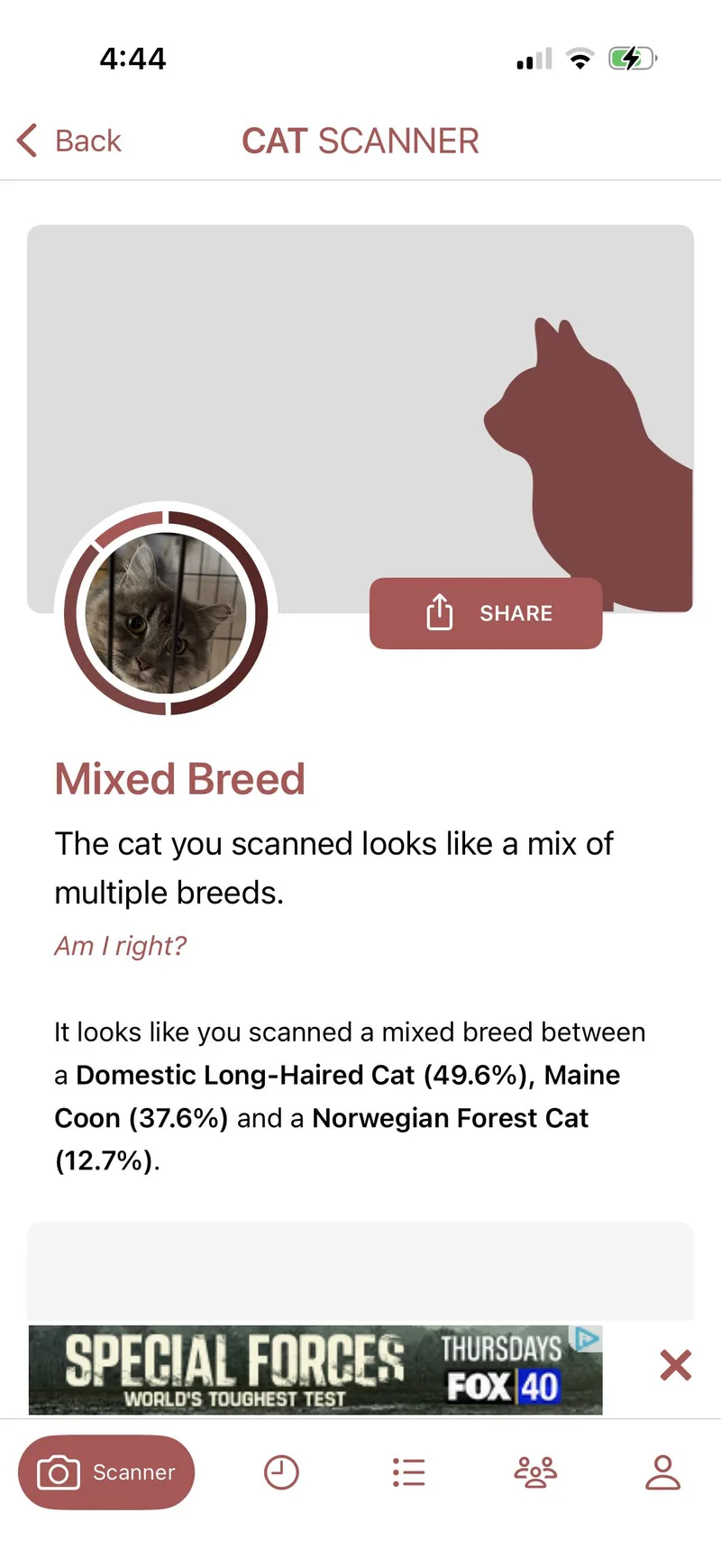 A young large-sized female Maine Coon cat named Miss Tippy for adoption in Newark valley, NY