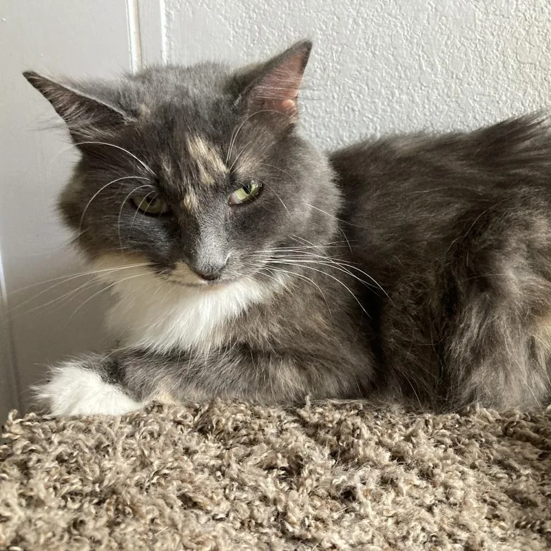 A young small-sized female Black Domestic Long Hair cat named Marsha for adoption in Midland, TX