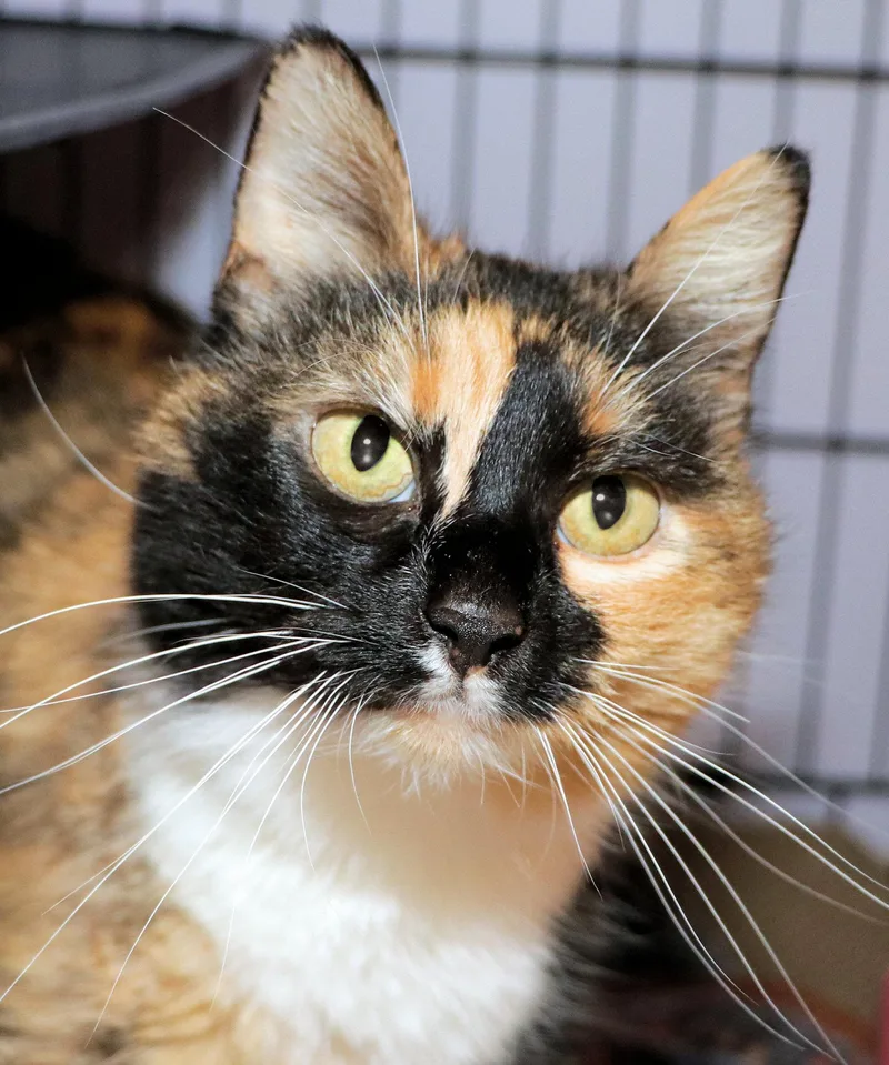 An adult medium-sized female Calico Domestic Short Hair cat named Guava for adoption in Cincinnati, OH