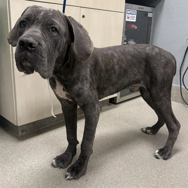 A young small-sized male Cane Corso dog named Bubbas for adoption in Las Vegas, NV