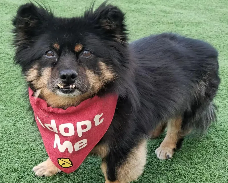 An adult small-sized female Black Pomeranian dog named Mochi for adoption in Oceanside, CA