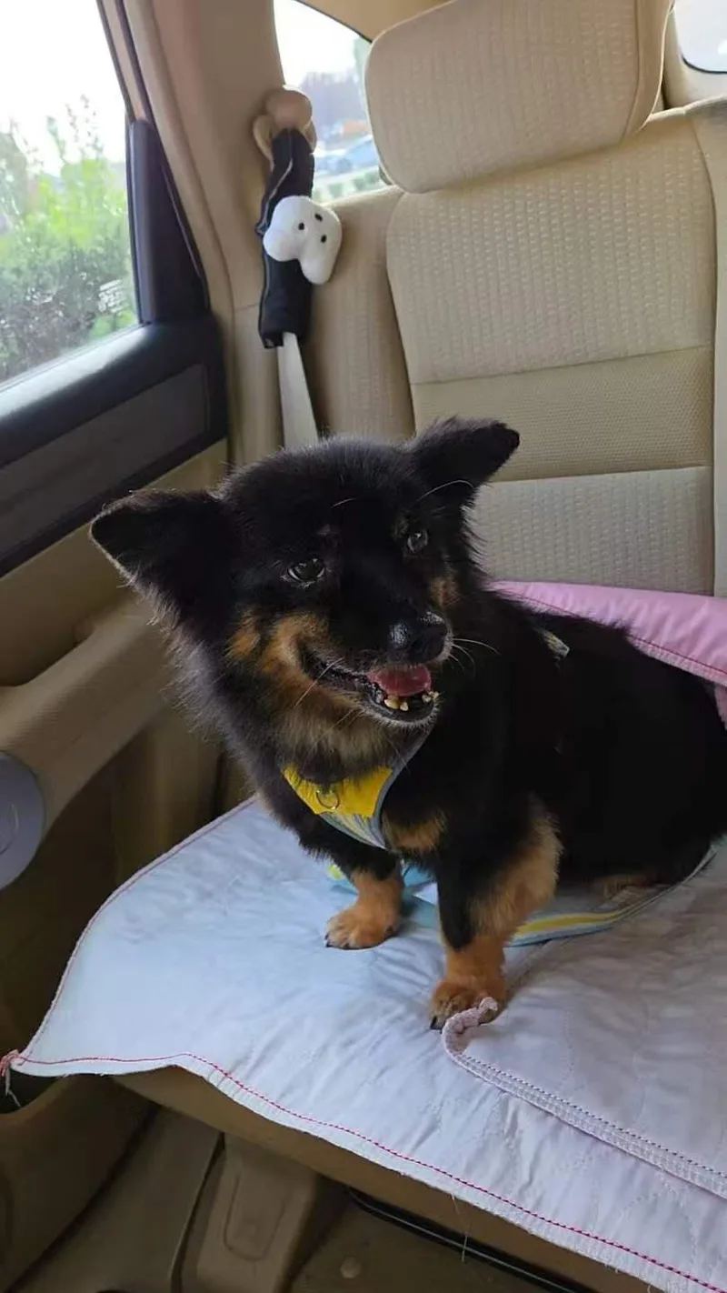 Mochi thumbnail 3