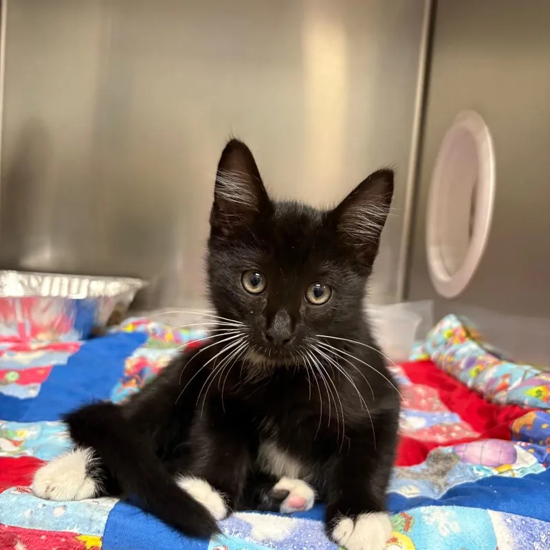Tux