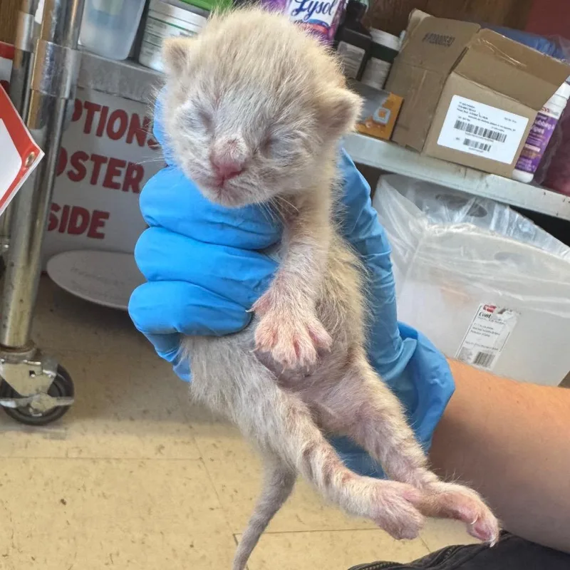 A baby small-sized male Cream / Ivory Domestic Short Hair cat named Grillo for adoption in Columbiana, AL