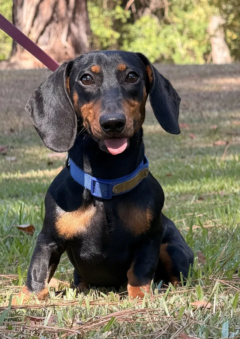 A baby small-sized male Dachshund dog named Ollie for adoption in Texarkana, TX
