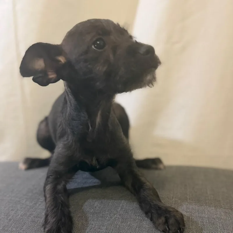 A baby small-sized male Terrier dog named James March for adoption in Las Vegas, NV