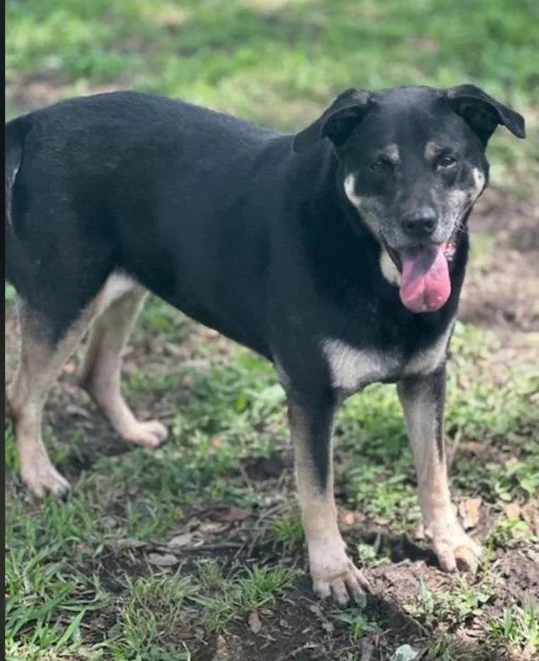 An adult medium-sized male Tricolor (Brown, Black, & White) Shepherd dog named Oliver for adoption in Houston, TX