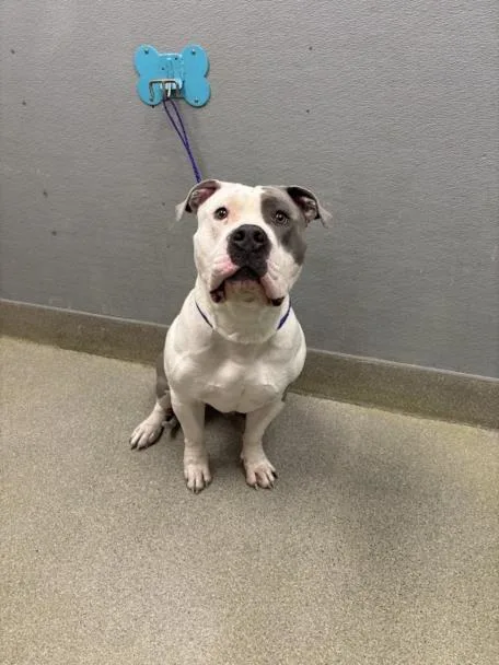 An adult extra large-sized male Pit Bull Terrier dog named Bricks for adoption in Las Vegas, NV