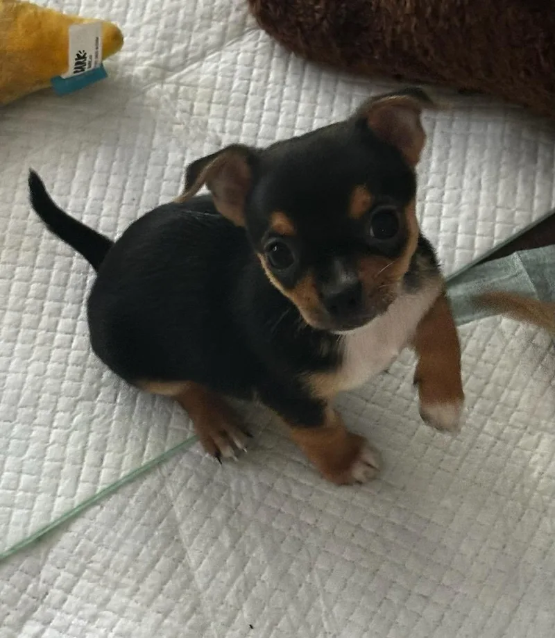 A baby small-sized male Chihuahua dog named Chai for adoption in Saint Augustine, FL