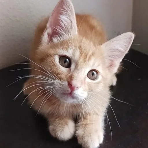 A baby medium-sized male Tabby (Orange / Red) Tabby cat named Clementine for adoption in Pasco, WA