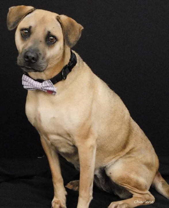 An adult medium-sized female Yellow / Tan / Blond / Fawn Beagle dog named Hazel Mae for adoption in Newland, NC