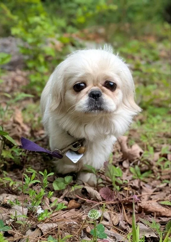 An adult small-sized female Pekingese dog named Faith for adoption in Auburn, GA