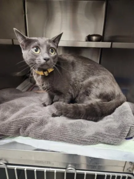 A young large-sized female Domestic Short Hair cat named Laika for adoption in Los Angeles, CA